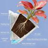 Self Watering Wall Flowerpot 2/3 Holes Planting Box Vertical Planter  Greening Plant