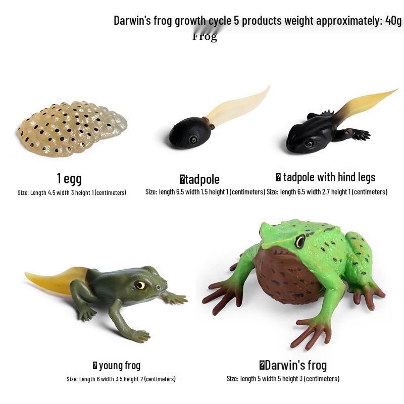 Mini Animal Growth Cycle Toys: Butterfly, Rooster, Ant, Frog, Sea Turtle, Dragonfly