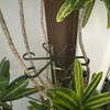 Plant Stem Support Reusable Plants Support Clips Garden Plants Accessories Flower Branches Stem Organizer Stand Fixing Clamp