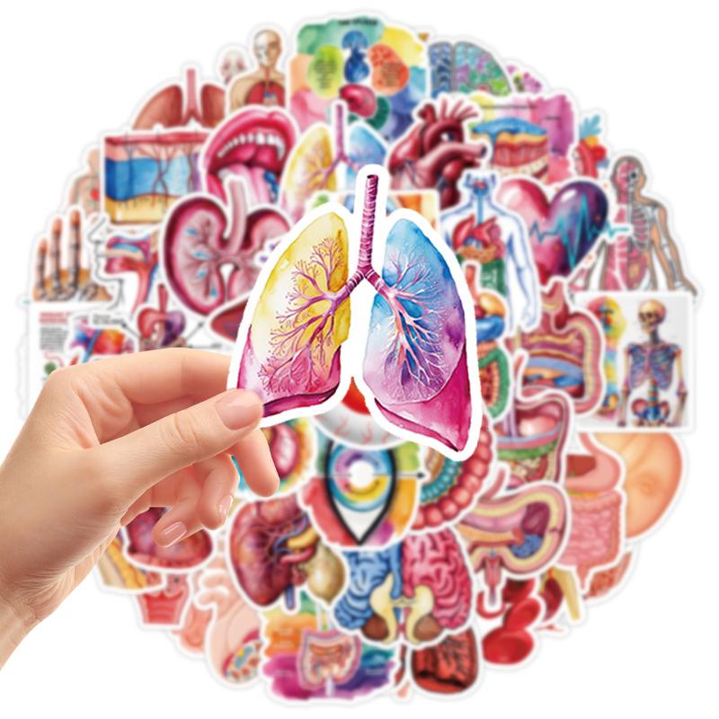 First-Class 50Pcs Premium-Quality Human High-Standard Body Top-Grade Organ Premium-Quality Stickers Top-Grade Human First-Class Anatomy