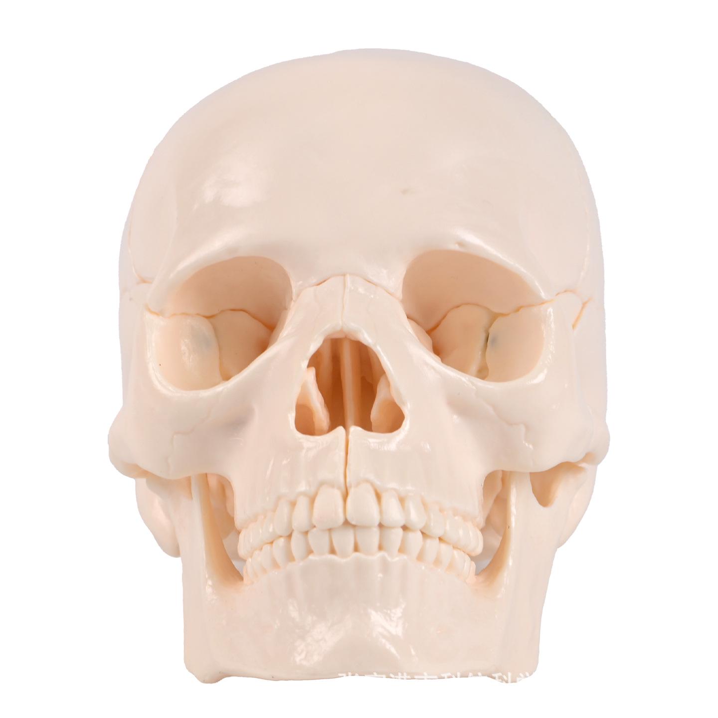 15-Piece Detachable White Skull Model for Medical Teaching and Demonstration