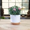 2Pcs Planters for Indoor Plants with Drainage Holes and Removable Base,Saucer Modern Decorative for Outdoor Garden Planters