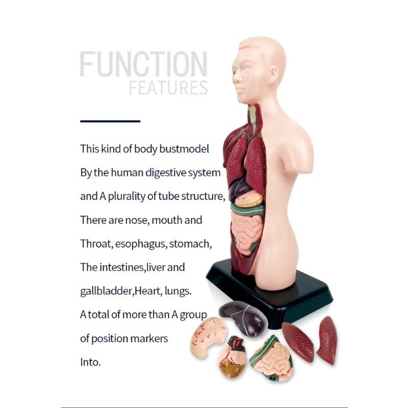 Human Torso Model, menneskekroppsmodell for barn brukt til studentundervisningsforskning, med tilhørende produktbrukerhåndbok