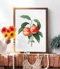 Peach Blossom Vintage Poster