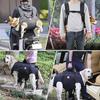 Senior Dog Harness Dogs Leg Support Breathable Adjusable Sling For Mobility Daily Walking Movement Senior Care Assisted Living