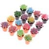 5PCS 1:12 Dollhouse Miniature Green Flower Plant Potted Plants Succulent Plants Home Decor