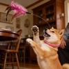 Latest Popular Feathers Plaything With Collar For Cat Teaser Self-Entertainment Cat Plaything Neck Collar Feathers Bell Cat Toy Pet Supplies
