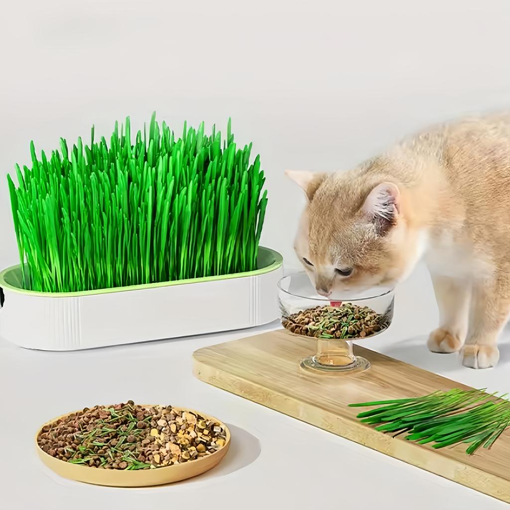 1 Pack Katzengras Anzuchtbox, Hydroponische Pflanzkästen, Robuste Kunststoff Anzuchtschalen mit Einfachem Wasseraustausch-Design für Katzen