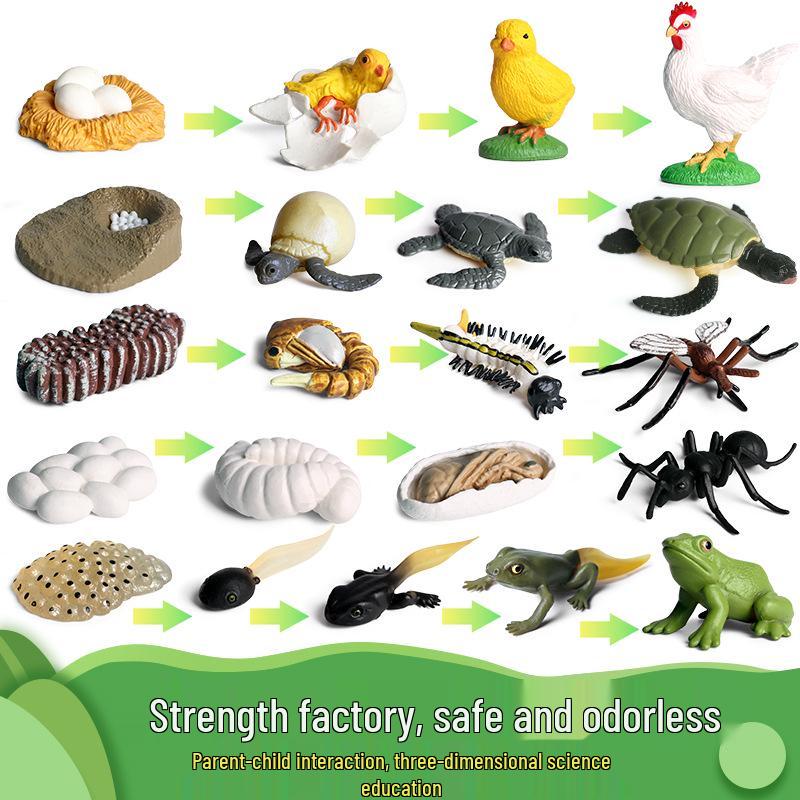 Mini Animal Growth Cycle Toys: Butterfly, Rooster, Ant, Frog, Sea Turtle, Dragonfly