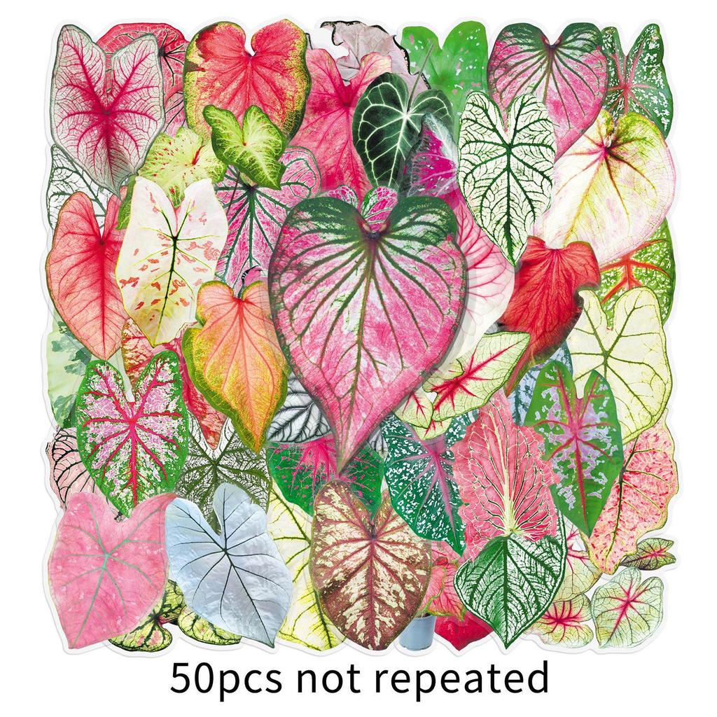 50 Colorful Cartoon Caladium Flower Stickers - Transparent Graffiti for Suitcase, Journal, or Desktop