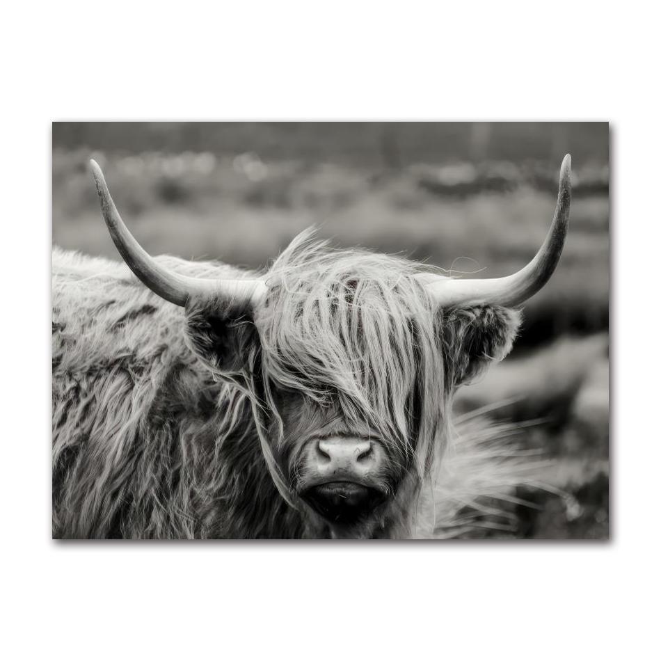 Cattle Print On Canvas Wall Art Pictures Animal Painting for Living Room Home Decor Modern Abstract Scottish Highlander