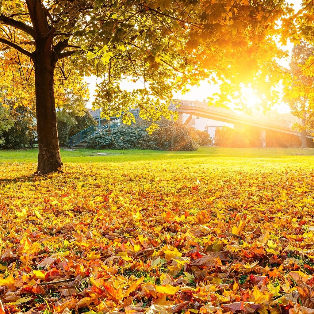 1set Maple Leaf Transparent Balloon Autumn Fake Leaves Garland Maple Leaves Vine Thanksgiving Halloween Wedding Party Decoration