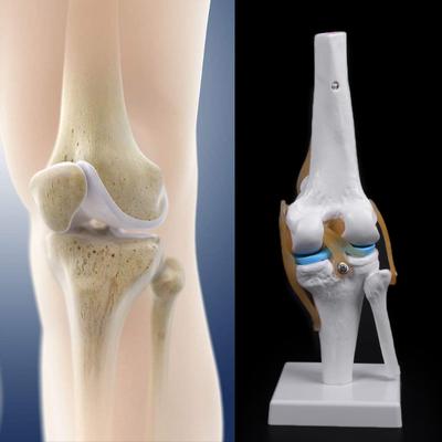 Menschliches anatomisches Kniegelenk, flexibles Skelettmodell, medizinische Lernhilfe, Anatomie
