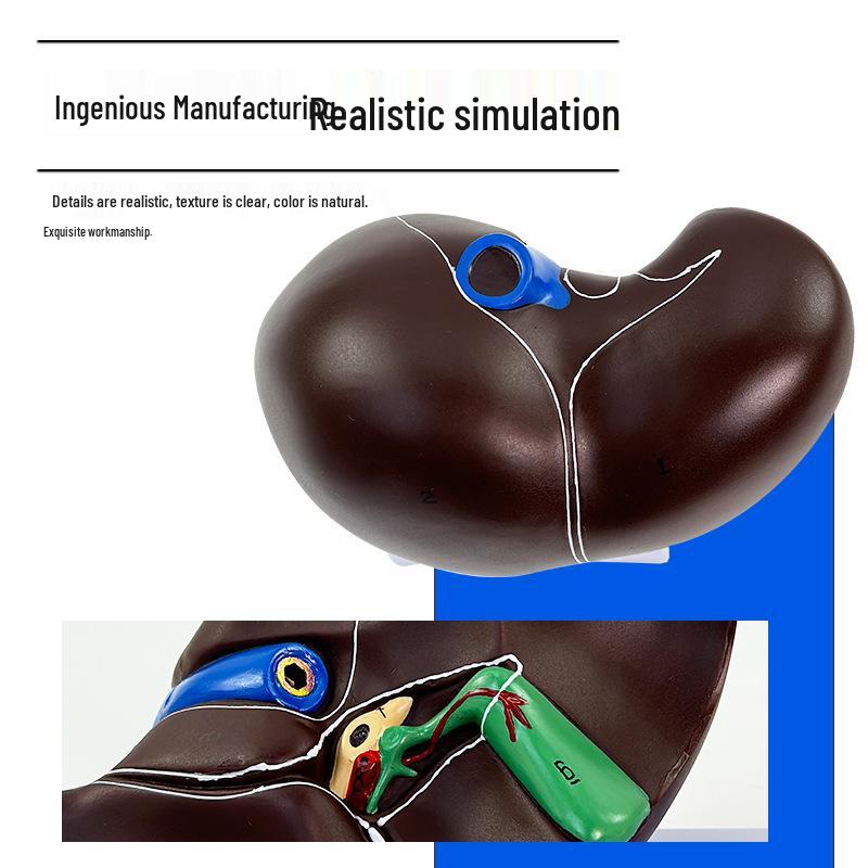 Human Liver Anatomy Model: Liver Hilum, Vessels, Lobes, Gallbladder, and Bile Ducts.