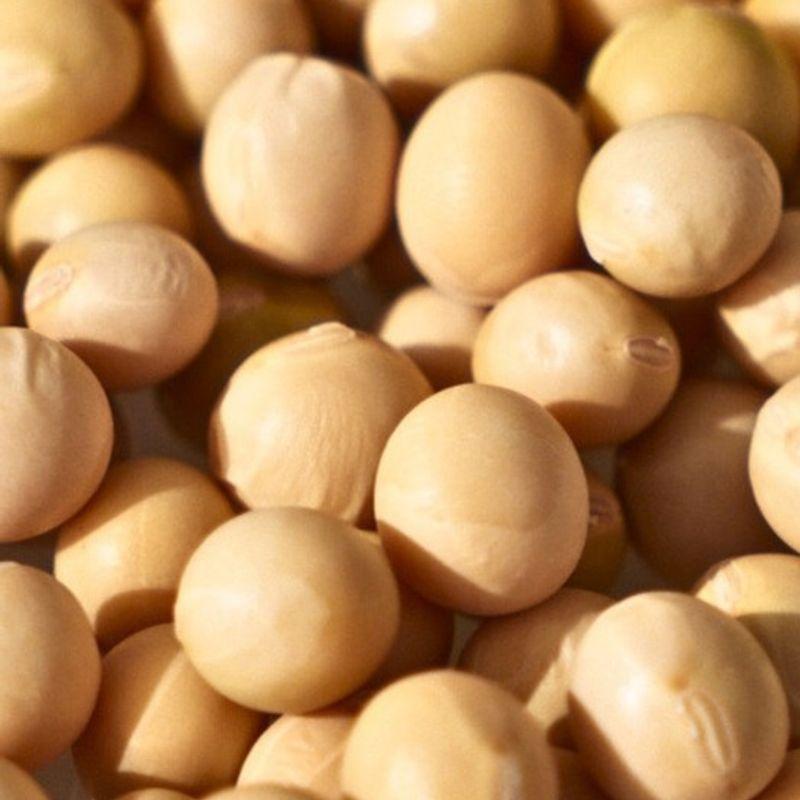 Nesh Soy Biome Scalp Balancing Shampoo 480ml (Sensitive, Dry Scalp)