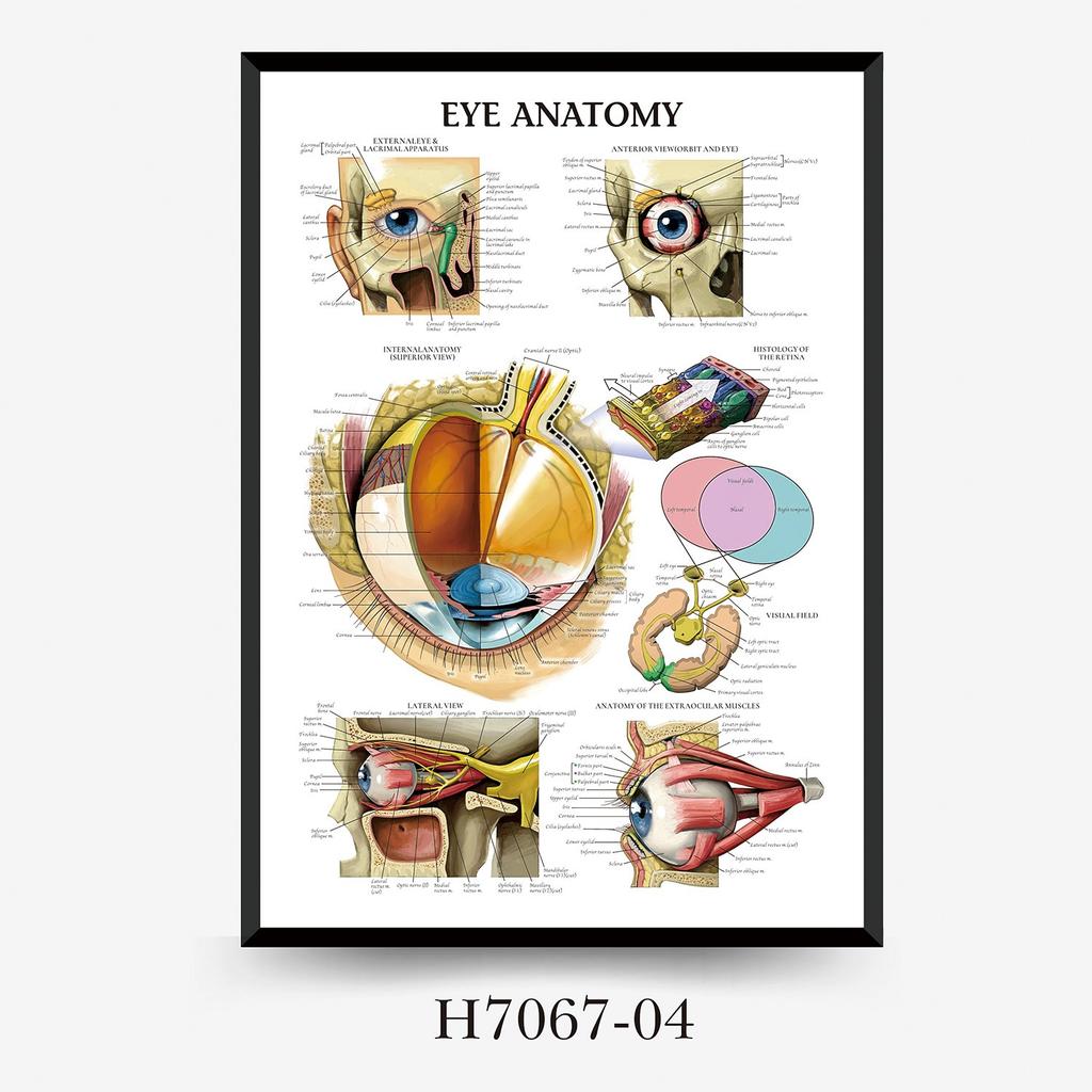 Human Tissue Structure Muscle Gym Medical Education Decorative Canvas Painting Poster Wall Art for Home Decor