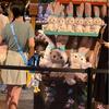 Star Bunny Plush Toy For Kids With Soft Pp Cotton Filling For Cuddly Bedtime Comfort