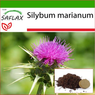 Cardo mariano - 75 semi - Con substrato da vaso per una migliore coltivazione - Silybum marianum