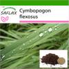 Lemongrass - 50 Seeds - With Potting Substrate for Better Cultivation - Cymbopogon Flexosus