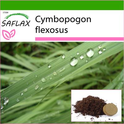 Trawa cytrynowa - 50 nasion - Z podłożem doniczkowym dla lepszej uprawy - Cymbopogon flexosus