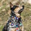 WOLFGANG FlutterColor Harness (M size) 1.6cm wide x 40-61cm chest circumference [Harness for medium-sized dogs]
