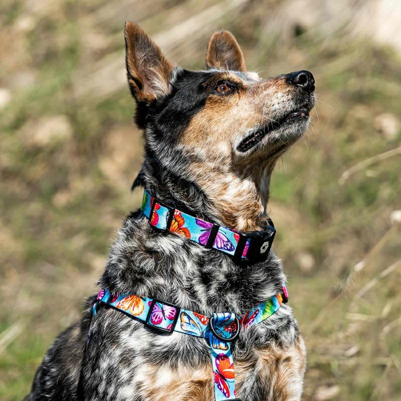 WOLFGANG FlutterColor Harness (M size) 1.6cm wide x 40-61cm chest circumference [Harness for medium-sized dogs]