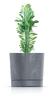 Round Pot Tubo P Concrete Effect 200E with Saucer | Anthracite