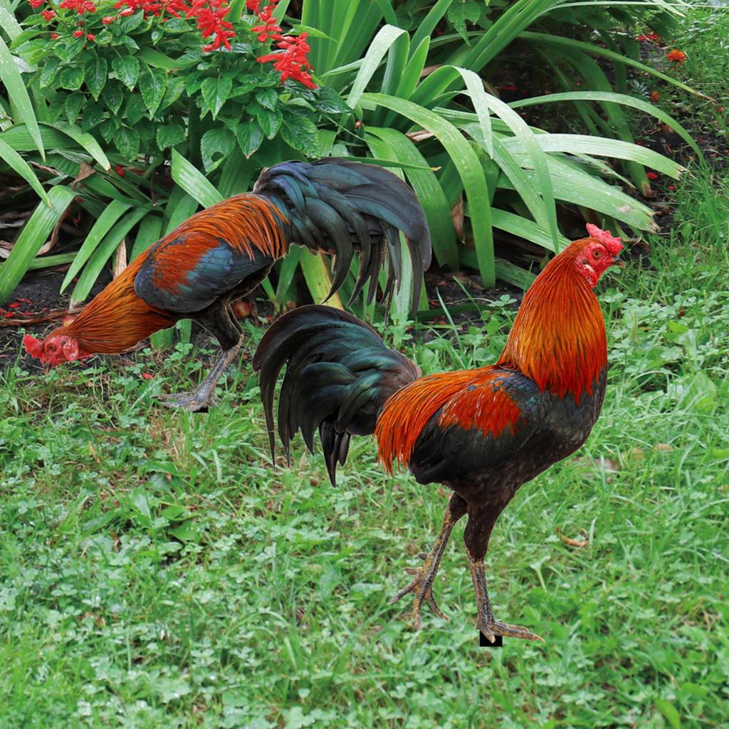 Zahradní socha kohouta pro venkovní použití