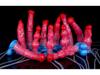 Dragon Flame Inflatable Silicone Dildo with Water Spray and Dog Knot Design for Women
