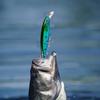 Swim Baits For Bass Fishing 10 Pieces Swimbait Kit 3D Gills Eyes Rustproof Gear Swimbaits For Freshwater Saltwater Outdoor Men
