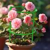 Plante støttepæl Halvrund Klatreplanter Pæl Bonsai Fastgørelsesstang Haveplante Pælholder Blomsterring Støttestativ