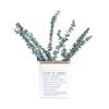 20pcs Eucalyptus Stems Dried Flowers Photography Props For Wedding Centerpiece Farmhouse Home