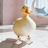 Pet Shoes -Dirt - Outdoor Boots for Call Poultry