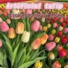 Eternal Flower Home Living Room Decoration Bouquet Tulip Table Vase Flower Arrangement Ornament Photography Special Flowers