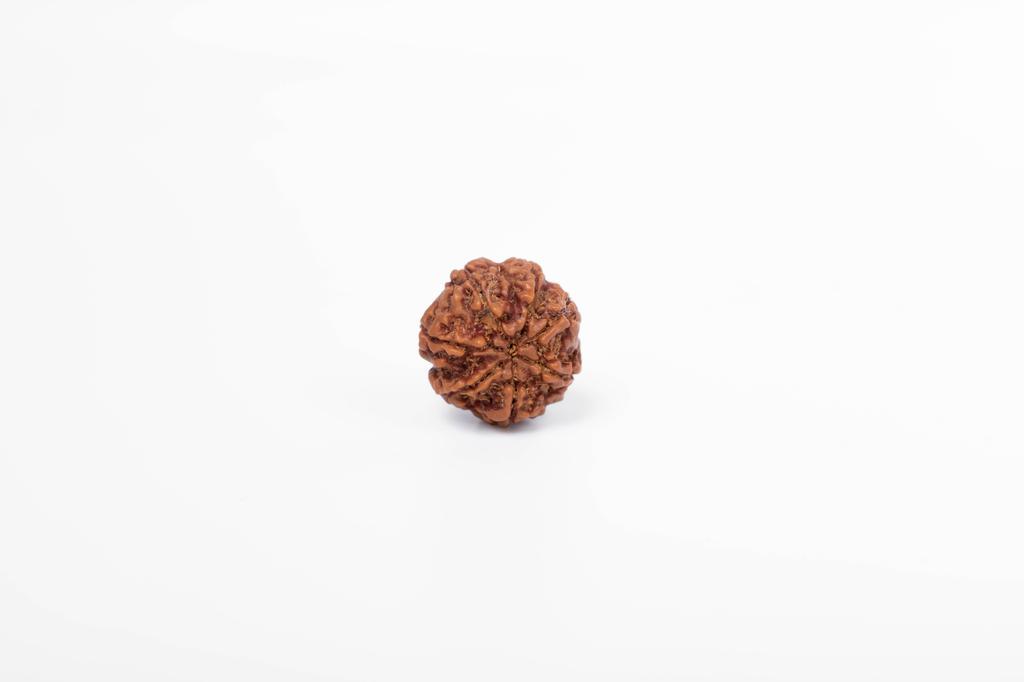 Natürliche 7 Mukhi Rudraksha-Perle – Nepali-Ursprung | Natürliche Perle für Glück & spirituelles Wachstum | Bio & Laborzertifiziert