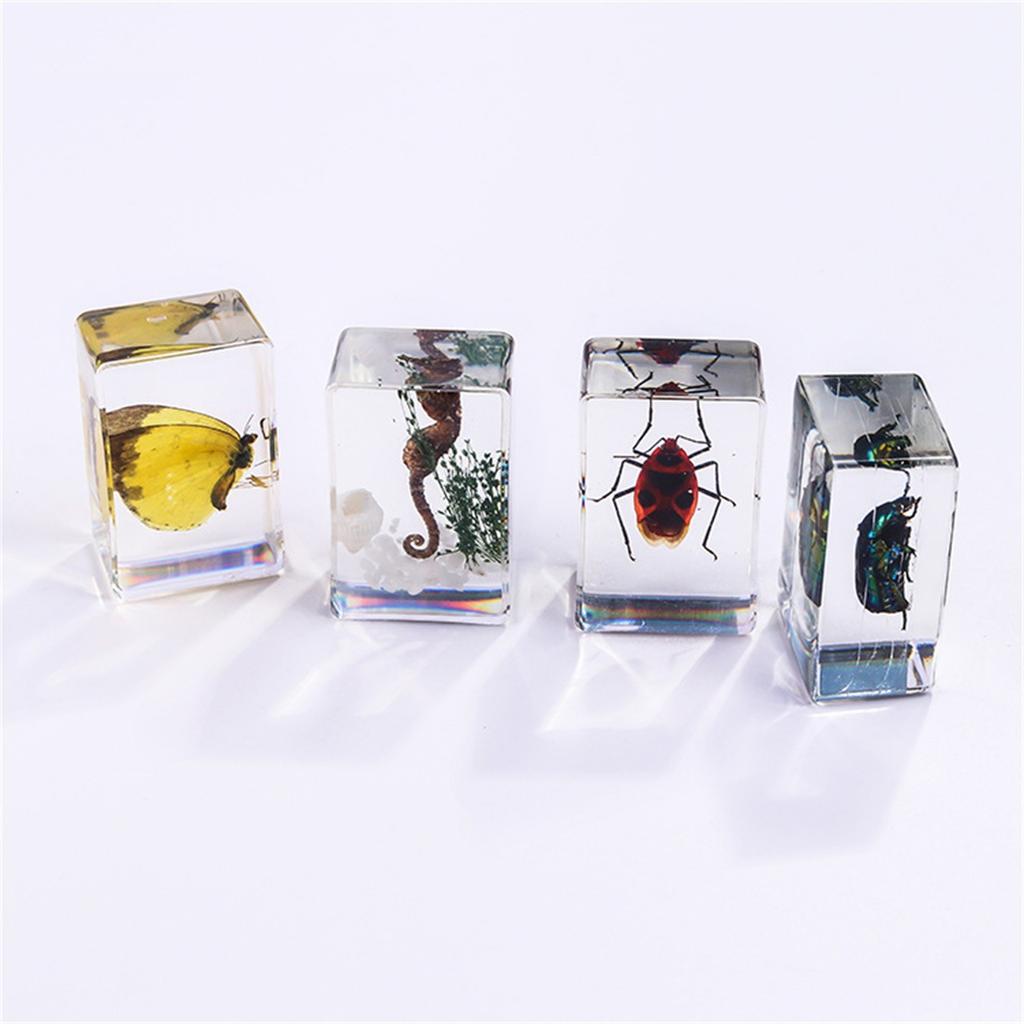 Resin Insect Specimen Block – Real In Clear Epoxy For Science, Education, And Home Décor