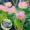 Outdoor Solar Shore Flower Lights, Waterproof LED Garden Stake Lamps, Decorative Landscape Lighting for Courtyard Lawn Patio Yard Decor