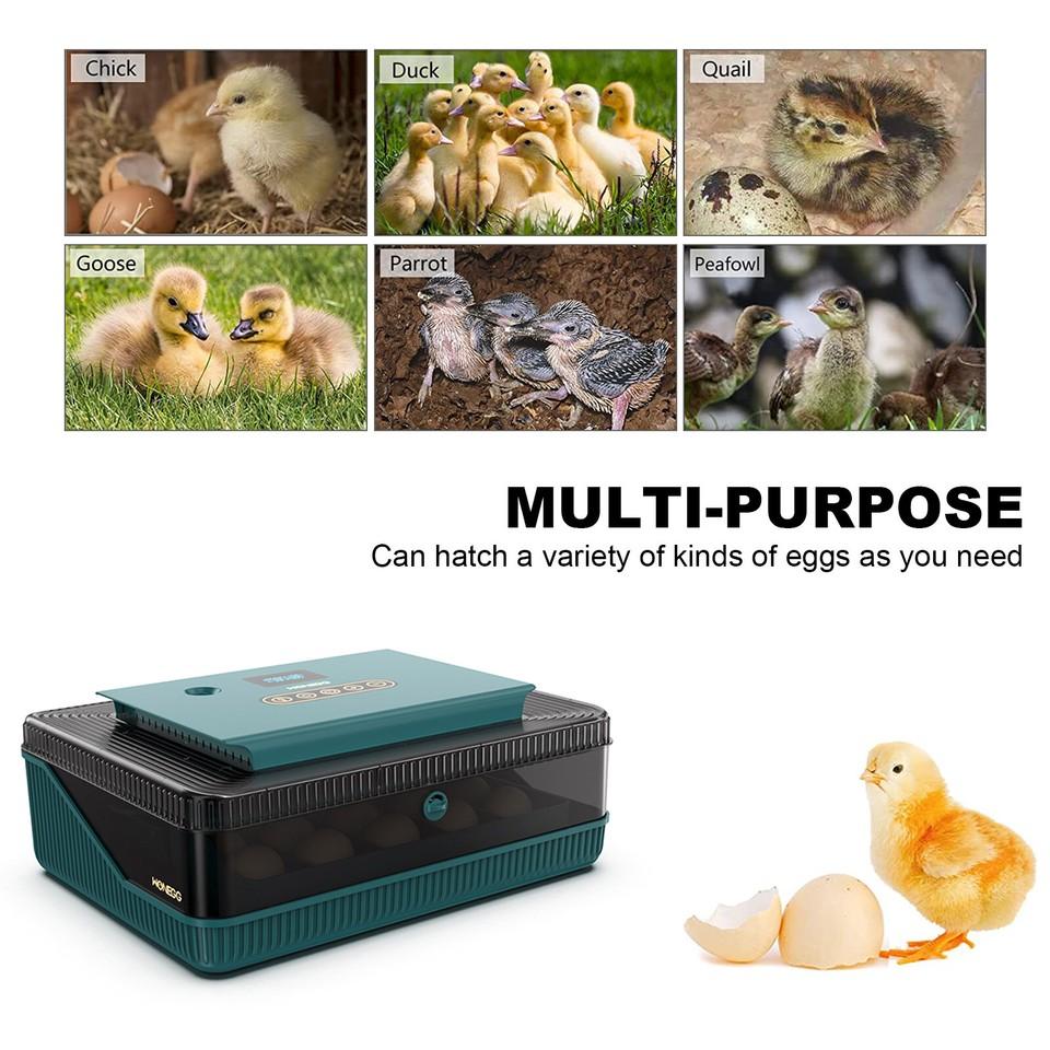 25 Egg Digital Incubator Fully Automatic Hatching Machine Automatic Water Supply