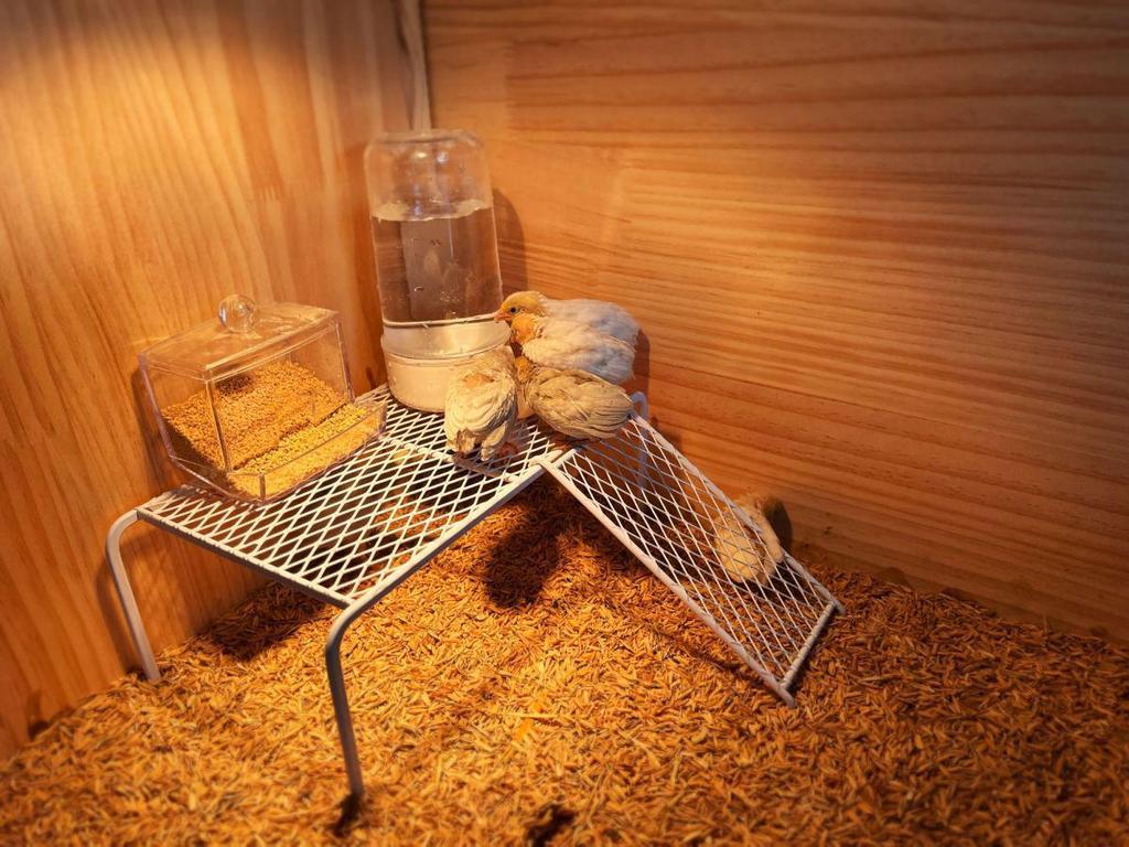 Rooster Ornament Shelf & Chicken Coop Feeder Platform