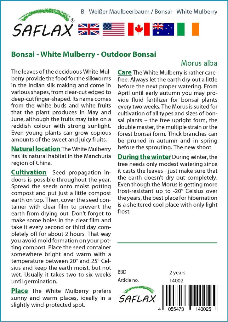 SAFLAX Bonsai - Moruše bílá - 200 semen - Se substrátem pro lepší pěstování - Morus alba