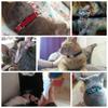 Cat Collar with Bell Necklace for Cat Strap Kitten Collar Breakaway Dog Collar Anti-strangling Armrests for Cat Necklace MBO05