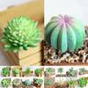 Artificial Flower Succulent Floral Mini Fake Diy Faux Plant Foliage Decor Garden