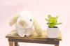 Takeoff Rabbit Marron Holland Lop White & Beige
