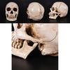 Realistische Lebensgroße Menschliche Anatomie Weiße Harzreplik Schädel Für Halloween-Dekor