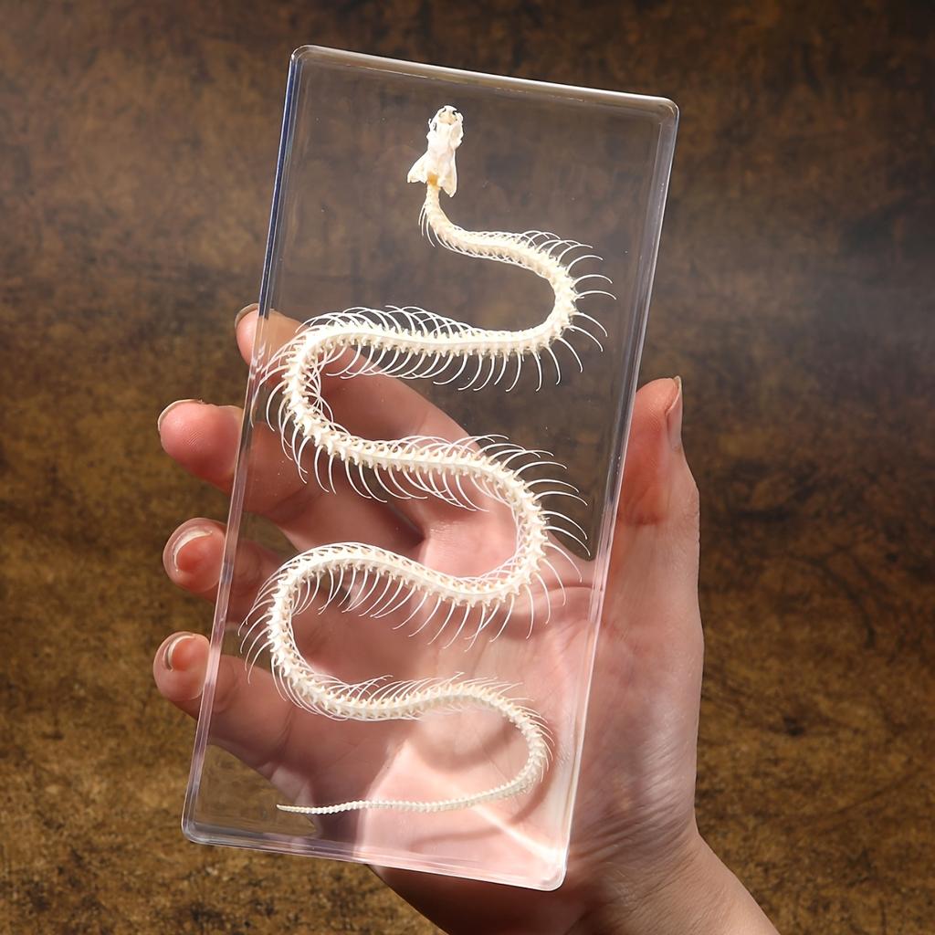 Snake Skeleton Specimen Gothic Natural Science Decor Home Office Desk Curiosity Ornament Acrylic Material Special Gift