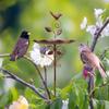 Rust Resistant Decorative Flower Pot Bird Feeder Double Use for Plant and Birds 55KF
