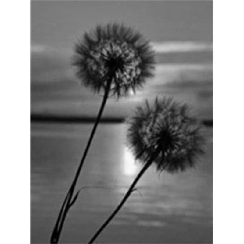 

DIY Алмазная картина Черно-белый одуванчик Набор для вышивки крестом Мозаичное искусство Алмазная картина Полный круг/квадрат Алмазное украшение для дома Round 30x40cm
