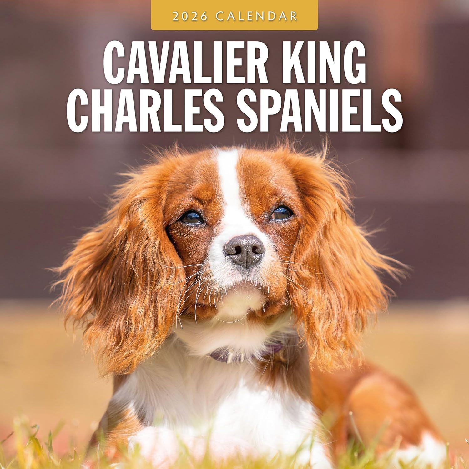 Red Robin 2026 Cavalier King Charles Spaniels Monthly Wall Calendar | 12  x 24  Open | Premium Thick & Sturdy Paper | Hangable 12 Month Calendar |