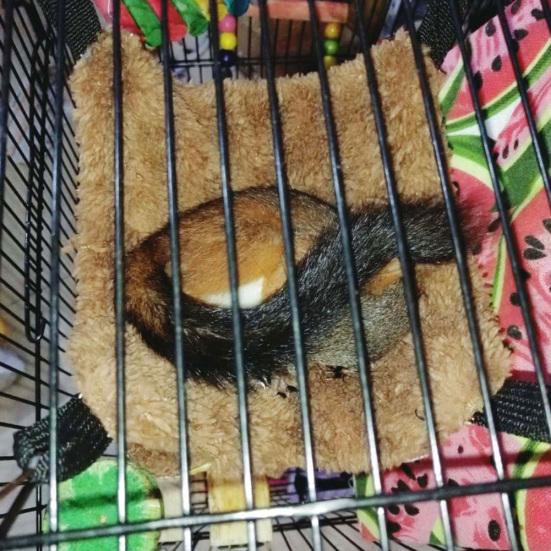 Double Level Small Pet Hamster Squirrel Parrot Hanging Warm Hammock Nests Cage