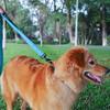 MOE Dog Large and Medium Dog 2 Long Reflective Nylon Walking Training Reflective Dog Training Lead Lead, Lead, Handles, Adjustable, Lead, Material,